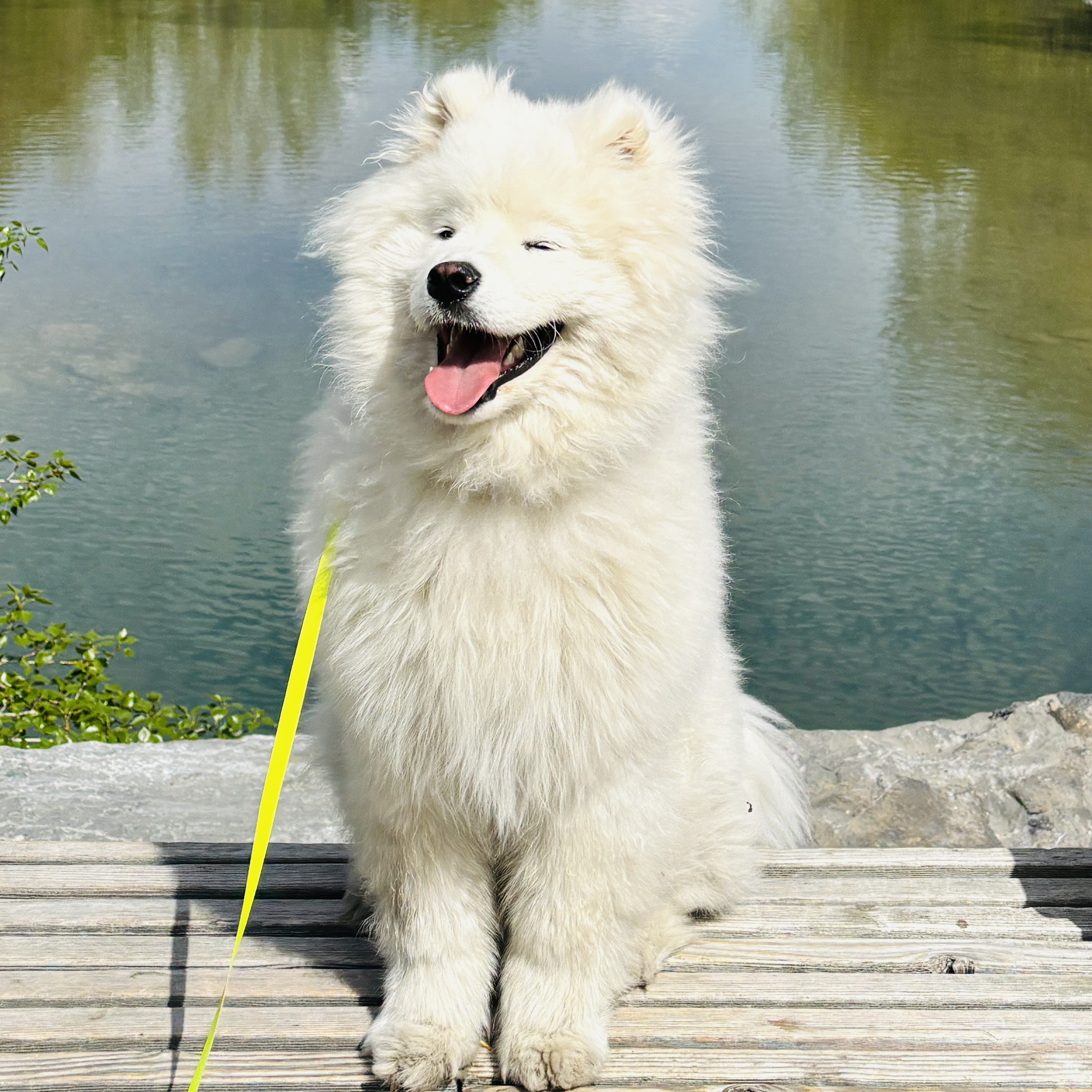 Alaska the Samoyed
